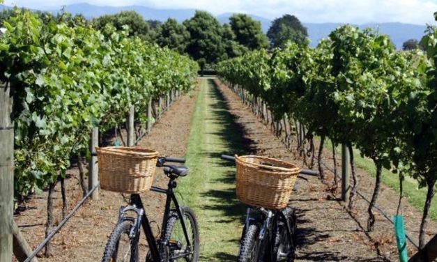 Découvrir les vignobles français à vélo